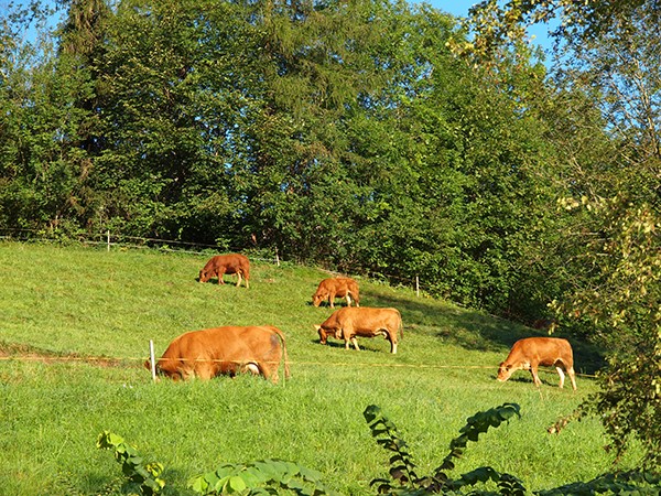 kalbfleisch-natura-veal.jpg