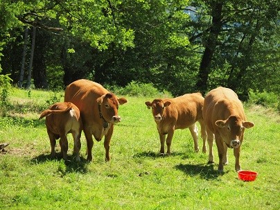 rindfleisch-natura-beef.jpg