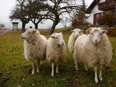 lammfleisch-skudden-schafe.jpg