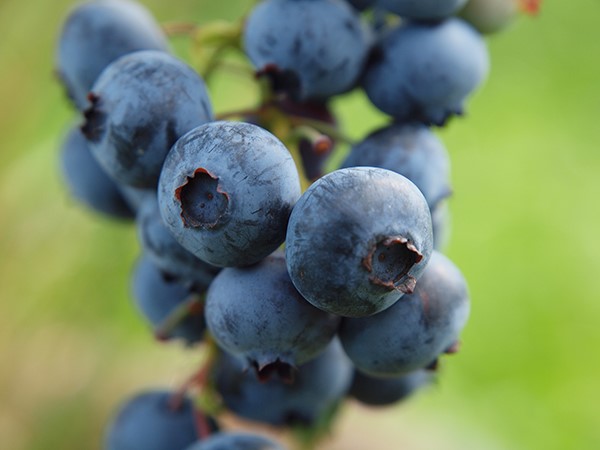 heidelbeeren-zum-selber-pfluecken.jpg