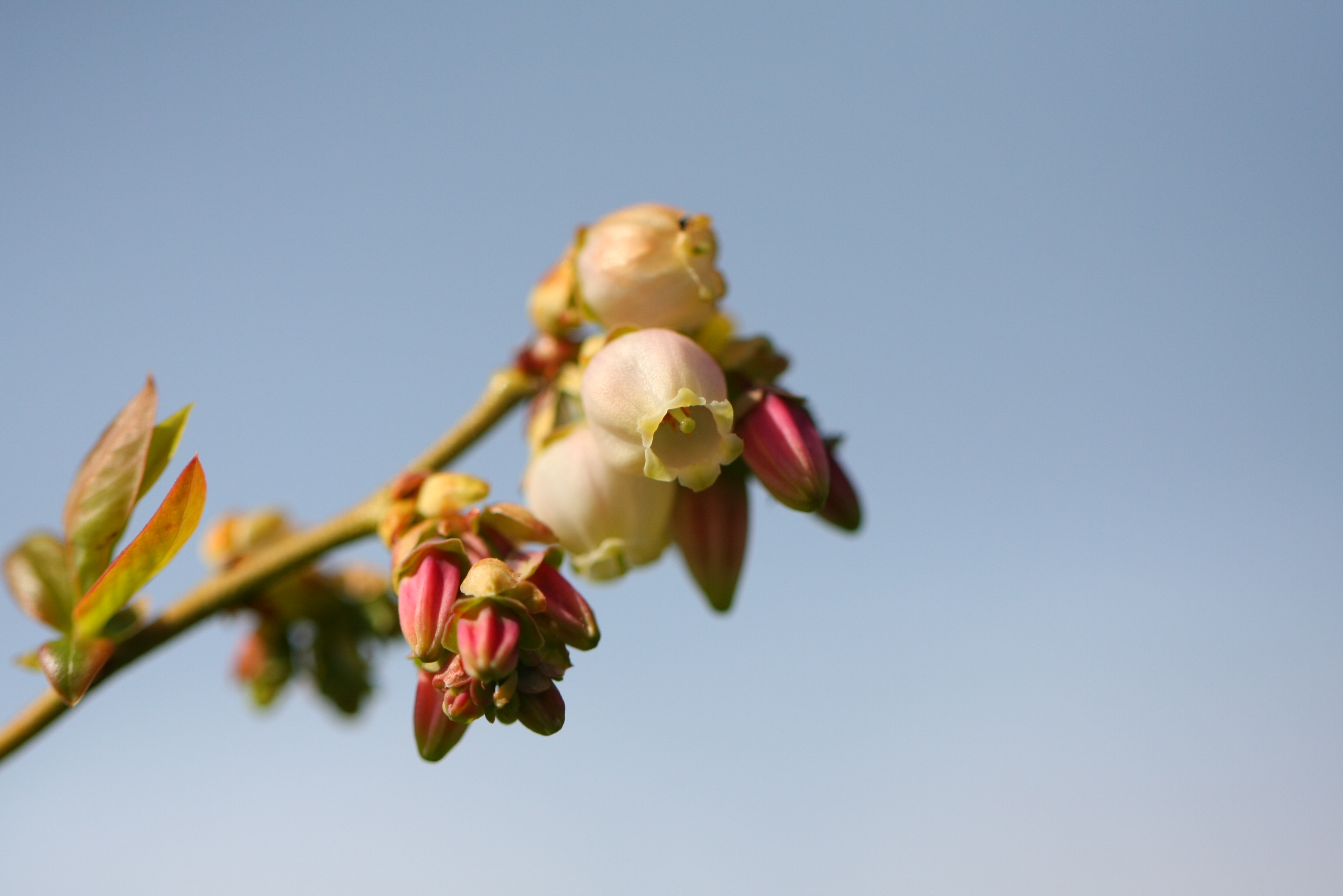 acker_gemuesebau-beeren.jpg