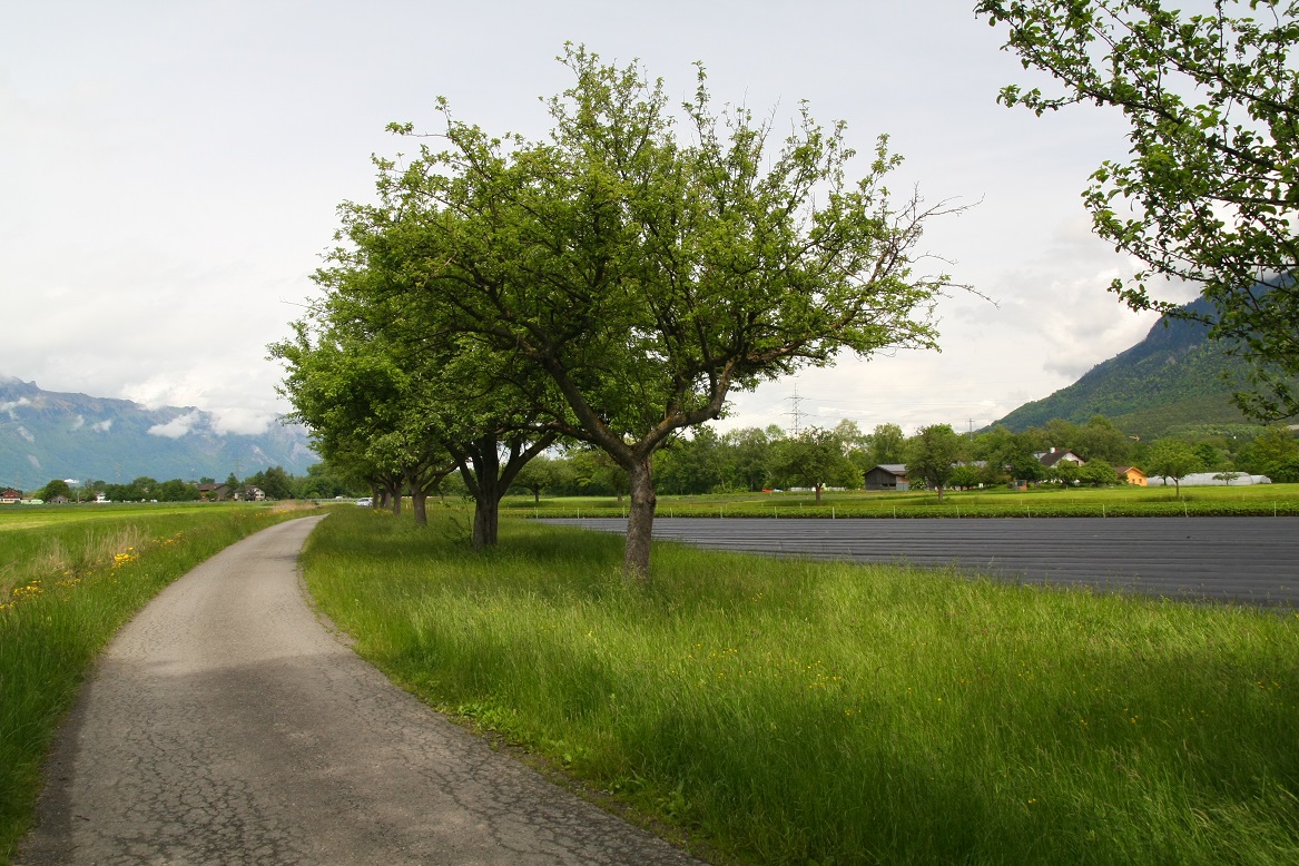 kulturen_hochstamm-baeume-klein.jpg