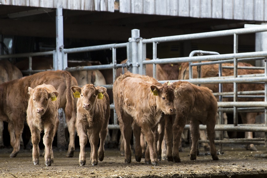 limousin-kaelber-im-stall.jpg